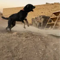 سگ نگهبان|سگ|اراک, |دیوار