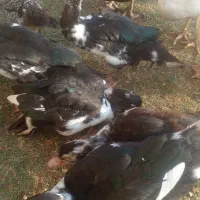 اردک اسراییلی