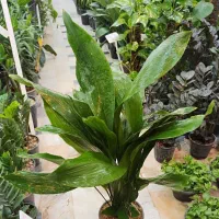 گل آپارتمانی برگ عبایی ابایی سانسوریا پتوس آگلونما|گل و گیاه طبیعی|قم, ولیعصر|دیوار