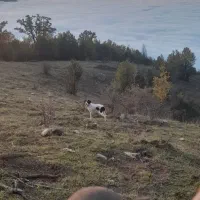 پوینتر دنبلان یاب