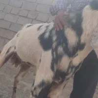 تکه پاکستانی اصیل