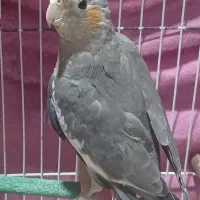 فروش عروس هلندی|پرنده|خشکبیجار, |دیوار