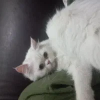 گربه