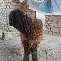 بره|حیوانات مزرعه|شوش, |دیوار