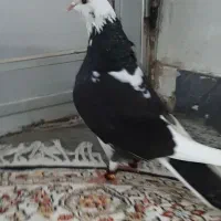 کبوتر شازده سیاه