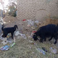 فروش یک گوسفند بز باشنک ماده۳۰ملیون