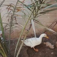 اردک|پرنده|هندیجان, |دیوار