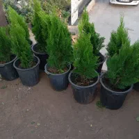 شمشاد سبز طلایی رز ساناز رونده میم انگور چسبک|خدمات باغبانی و درختکاری|مشهد, باغستان|دیوار