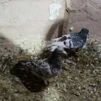 صید چند روز اخیر|پرنده|بجنورد, |دیوار