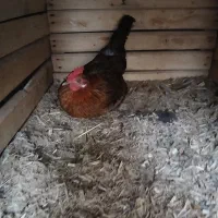 مرغ وخروس محلی|حیوانات مزرعه|ایوان, |دیوار