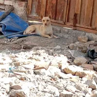 سگ پا کوتاه