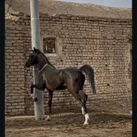 مادیون جوان به رنگ عشق