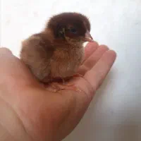 جوجه مرغ و خروس