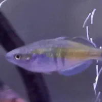 ماهی رمبو رنگین کمان و تترا کنگو|ماهی|مرند, |دیوار