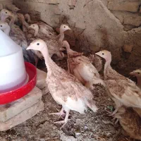 جوجه بوقلمون بوربون و برنز 40 روزه