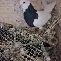 کبوتر|پرنده|مشهد, توس فردوسی|دیوار