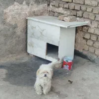 سگ پشمالو