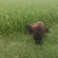 میش و بره افشار هترو .دوقلوزا