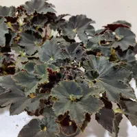 بگونیا بلک حلزونی|گل و گیاه طبیعی|ساری, |دیوار