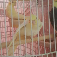 جوجه عروس هلندی به شرط حرف زدن|پرنده|گلپایگان, |دیوار