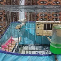 ی جفت فنج نرماده باقفس با کل وسایلش|پرنده|محمدیه-قزوین, |دیوار