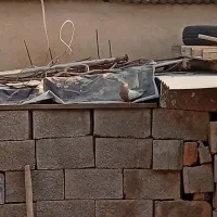 کفتر|پرنده|زرند, |دیوار
