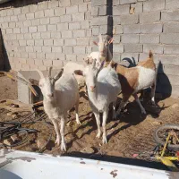 بز س|حیوانات مزرعه|تربت جام, معدآباد|دیوار