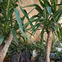 گل یوکا|گل و گیاه طبیعی|شیراز, احمدی جنوبی|دیوار