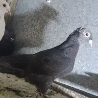 کفتر زینتی|پرنده|قم, نیروگاه|دیوار