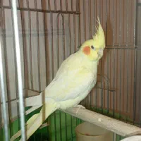 عروس هلندی ۵ماهه|پرنده|نسیمشهر, |دیوار