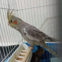 عروس هلندی گمشده پاداش دارد