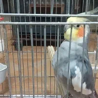 عروس هلندی|پرنده|رشت, حمیدیان|دیوار