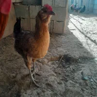 مرغ وخروس ریشی چهل تاج|حیوانات مزرعه|شیراز, دودمان|دیوار