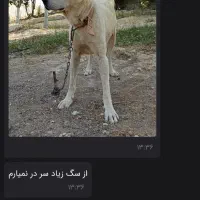 سگ گمشده در محدوده گرگاو بلین