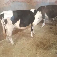 ۳عددگاو شیری|حیوانات مزرعه|نظر کهریزی, |دیوار