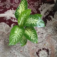 گلهای زیبا  و شاداب|گل و گیاه طبیعی|مشهد, اروند|دیوار