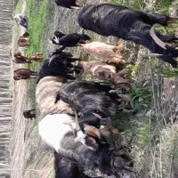 فروش میش و بره وبز