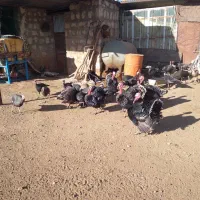 فروش بقلمون