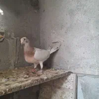 ماده