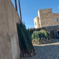 نهال|خدمات باغبانی و درختکاری|زرندیه, |دیوار