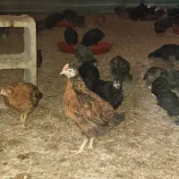 پرورش وفروش مرغ محلی