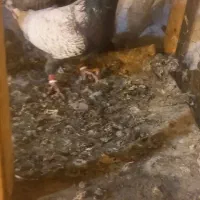 کبوتر طاووسی