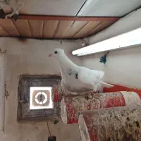 مرغ عشق معمولی و پروانیی|پرنده|بندر ماهشهر, |دیوار