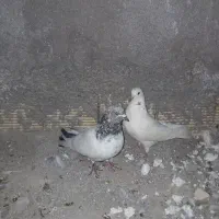 دو جفت کبوتر ساعت بالا