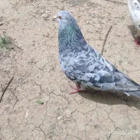 کبوتر