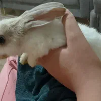 واگذاری خرگوش خانگی