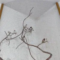 فنچ دونه ای ۱۵۰ تومن|پرنده|سیرجان, |دیوار