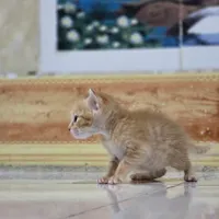 گربه bsh|گربه|کرمانشاه, |دیوار
