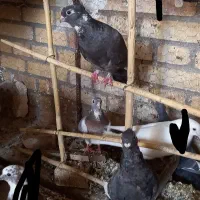 زاغ کاکلی دم سفید ماده و موشی نقره ای ماده