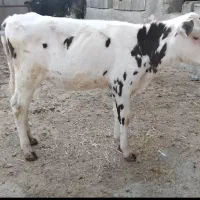 فروش دوگوساله ماده